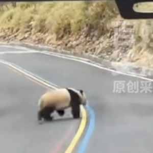 �Ĵ��Ű�һ������·��Ұ������è��Խ��·��ɽ�������ο�˲����ڣ�˾�����ϰ����ʮ�� ...